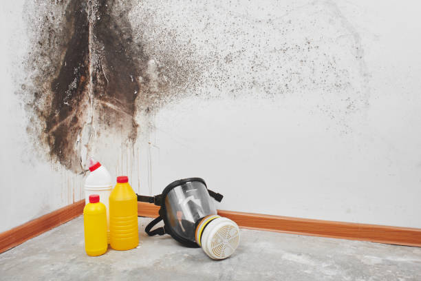 Best Certified Mold Removal  in London, CA