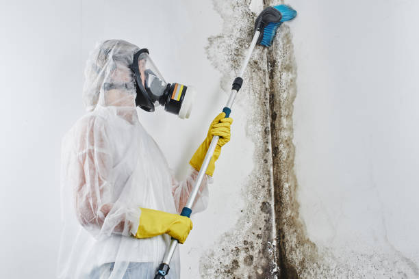 Best Mold Removal Process  in London, CA