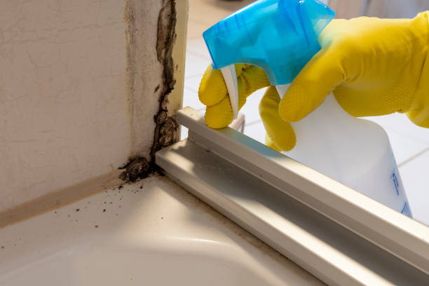 Best Toxic Mold Removal  in London, CA