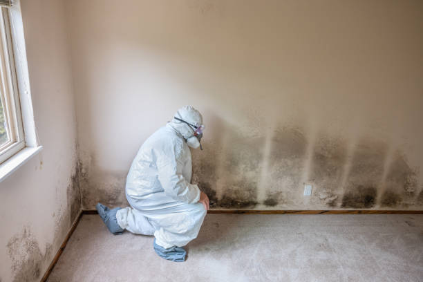 Best Crawl Space Mold Removal  in London, CA