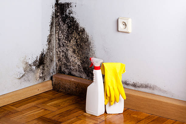 Best Attic Mold Removal  in London, CA