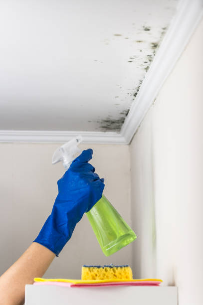 Best Fast Mold Removal  in London, CA