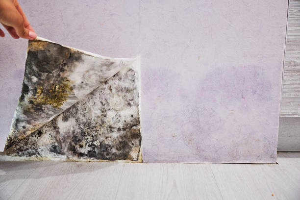 Best Mold Remediation  in London, CA